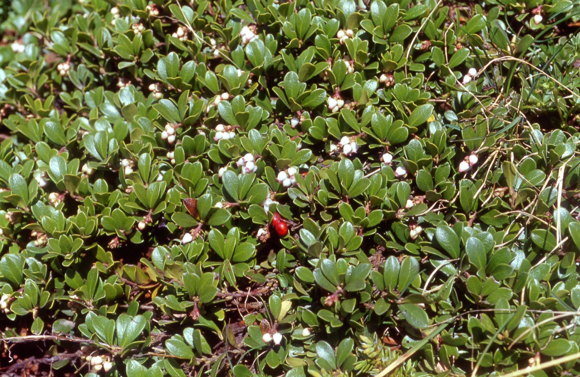 Common bearberry (Arctostaphylos uva-ursi)The leaves are coriaceous, covered in a glossy waxy layer (cuticle) and often with margins folded towards the lower page, thus limiting excessive loss of water through transpiration.